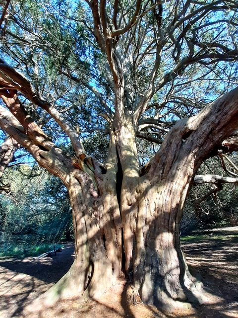 Yew-Tree